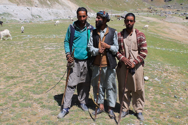 Schäfer in Ladakh